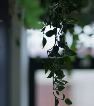 Plant hangs in the Sheffield Office